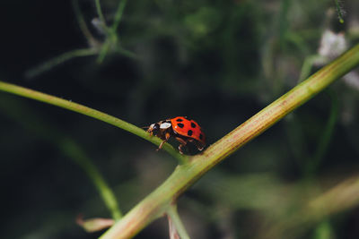 Close-up of ladybug on plant stem