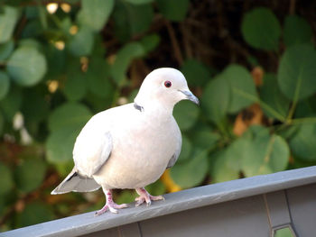 Close-up of seagull perching on railing