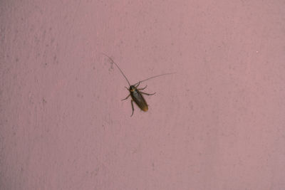 High angle view of fly on wall