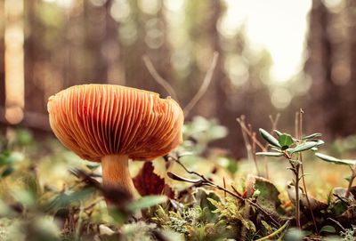 Close-up of mushrooms growing on field