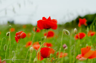 Close-up of red poppy flowers on field