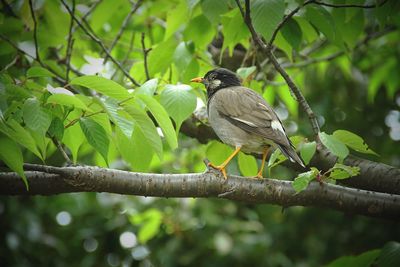 Low angle view of starling perching on tree branch