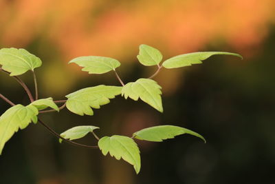 Close-up of green leaves