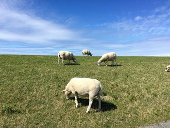 Sheep grazing on field