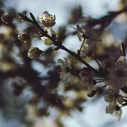 Close-up of apple blossoms in spring