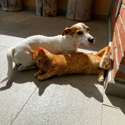 High angle view of cats lying down