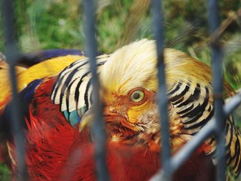 Close-up of parrot in cage