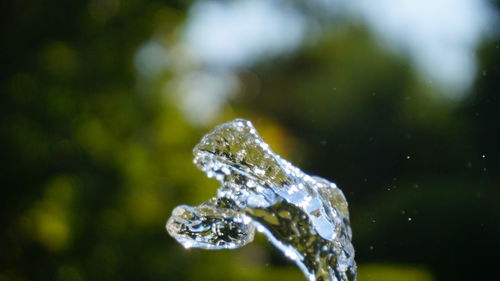 Close-up of water drops on plant