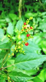 Close-up of red leaves