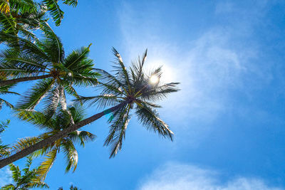 Low angle view of palm tree against blue sky