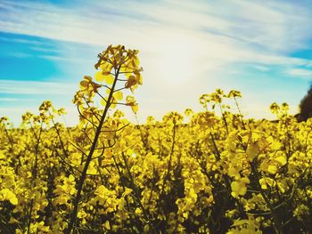 Scenic view of oilseed rape field against sky