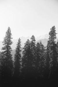 Pine trees in forest against sky during winter