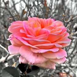 Close-up of pink rose blooming outdoors