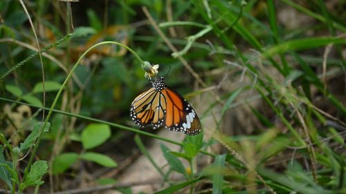 Butterfly on leaf