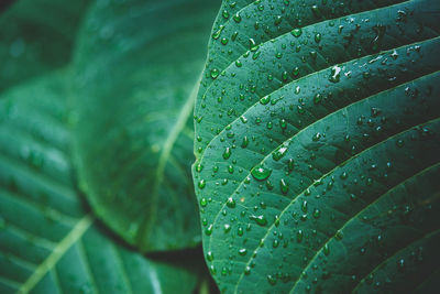 Close-up of raindrops on green leaves