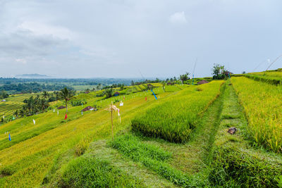 Scenic view of agricultural field against sky