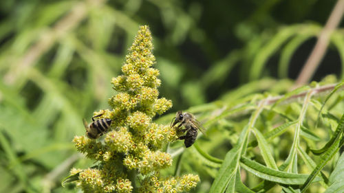 Close-up of honey bee on plant