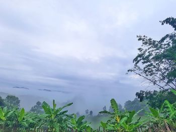 Low angle view of trees against sky