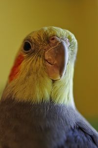 Close-up of a parrot