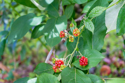 Close-up of red berries growing on tree