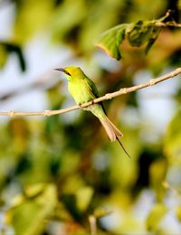 Close-up of bird perching on branch