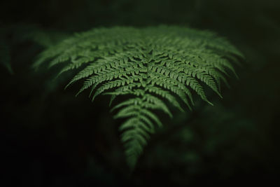 Close-up of green fern leaves in the forest. wallpaper   green fresh fern leaves