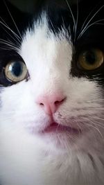 Close-up portrait of cat