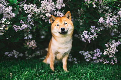 View of a dog on field