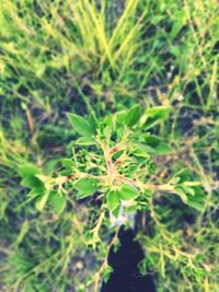 Close-up of fresh green plant