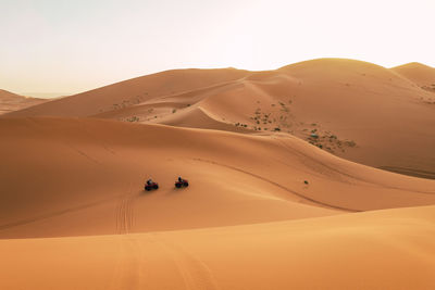 Tourists on quad bikes cross the dunes of the sahara desert at sunset