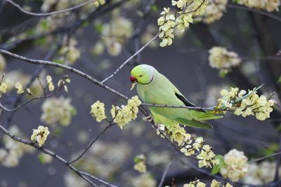 Close-up of bird perching on branch