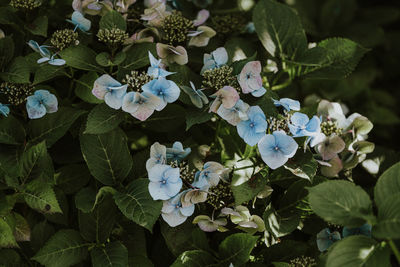 High angle view of purple hydrangea flowers