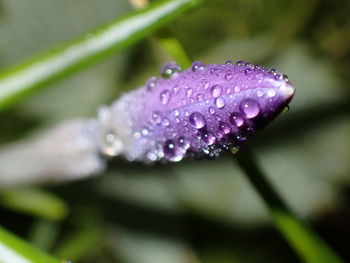 Close-up of wet purple flower