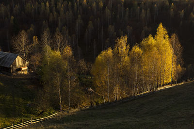 Low angle view of trees in forest during autumn