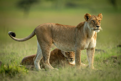 Lioness stands staring beside another lying down