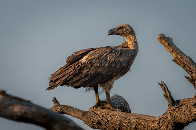 Low angle view of bird perching on branch