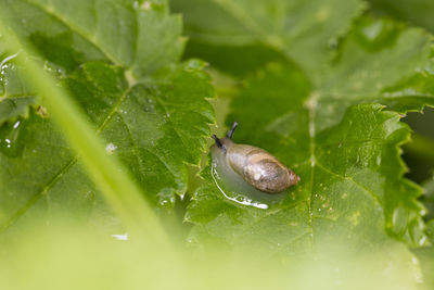 Close-up of snail on wet leaves