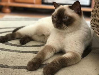 Portrait of cat sitting on floor