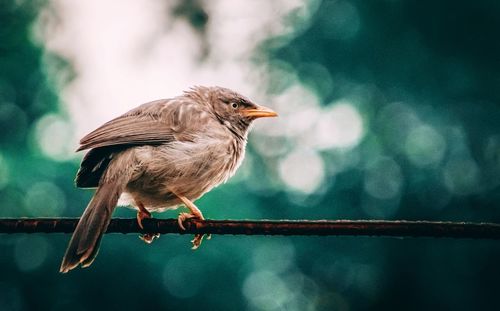 Close-up of bird perching on branch