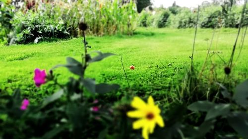 Close-up of flowering plants on field