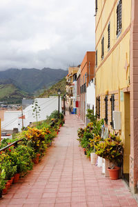 Potted plants on walkway