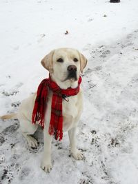 Portrait of dog standing on snow field