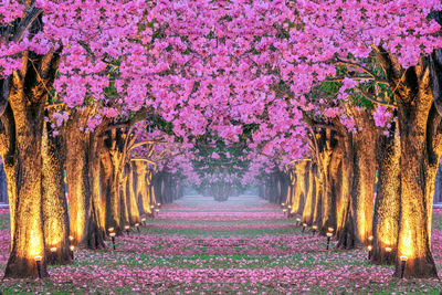 Illuminated footpath amidst trees