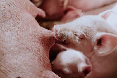 Close-up of dog sleeping