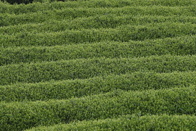 Full frame shot of corn field