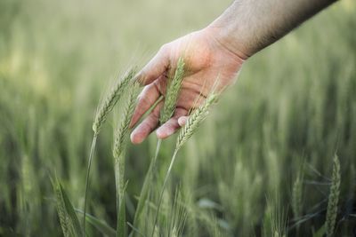 Close-up of hand touching wheat on field 