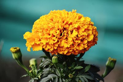 Close-up of yellow marigold flower