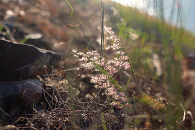 Close-up of plants growing on field