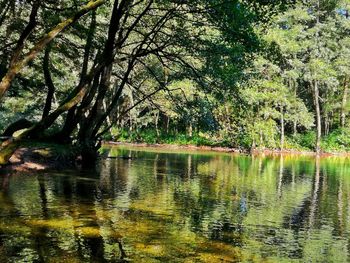 Scenic view of lake against trees
