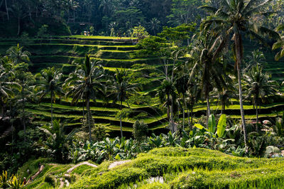 Scenic view of palm trees in forest